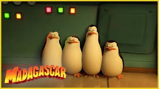 Los pingüinos no estan impresionados  DreamWorks Madagascar en Español Latino [upl. by Hannala]