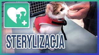 Sterylizacja Kotki  Jedziemy z Freyą do weterynarza 💉 [upl. by Fiester]