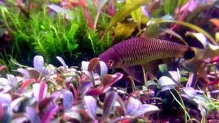 Crossocheilus reticulatus in Bucephalandra aquarium [upl. by Bencion]