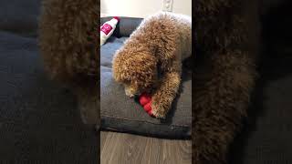 20242811 Gus Hobin loving his PB Kong 🥜 [upl. by Eatnohs]