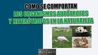 Como se comporta la energía en la naturaleza [upl. by Shing]