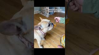 pawfessional taste tester 👅 SpielmanTheFrenchie dogshorts tastetester food fypviral [upl. by Neirol181]