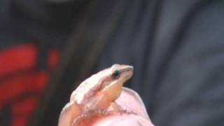 Brandons Herp Adventures Little Grass Frog [upl. by Brittni]