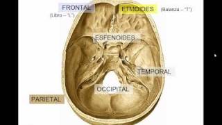 GENERALIDADES DE CRANEO [upl. by Nadruoj]
