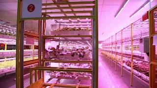 Eponics Autocrop  Automated Vertical Hydroponic Farming Solution [upl. by Law]