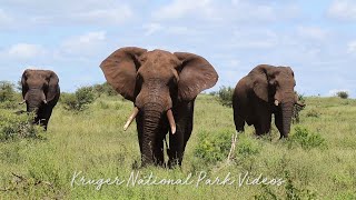 Giant Lumbering Elephants Crossing the African Savannah at Kruger Park  Wildlife Sightings Today [upl. by Manuela]