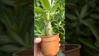 ARABICUM small plant sell online very low price adenium [upl. by Mook]