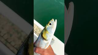 Ladyfish “that jump above or are active at the surface of the water” fishing subscribe shorts [upl. by Ikilisav453]