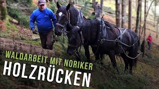 Professionelles Holzrücken mit Noriker [upl. by Beshore285]