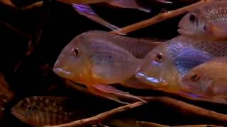 Geophagus altifrons [upl. by Goran904]