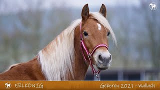 Edelbluthaflinger ERLKOENIG Auktion 01052024 Haflinger Gestüt Meura [upl. by Jaela]