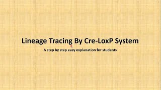 CreLoxP system and Lineage tracing  A step by step virtual experiment for students [upl. by Ordnajela385]