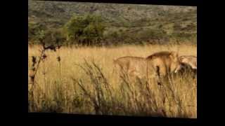 Lions Battle  Lions Protecting Mother [upl. by Delores543]