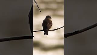 Spotted flycatcher [upl. by Klump]