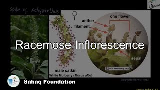 Racemose Inflorescence Biology Lecture  Sabaqpk [upl. by Naraa]