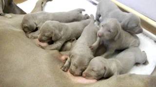 Weimaraner pups 1311 [upl. by Cirdec]