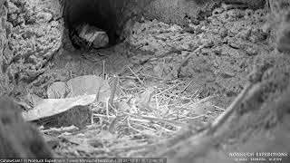 Bermuda Petrels Live CahowCam 1  Nonsuch Expeditions [upl. by Annahaj870]