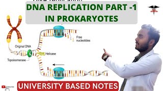 DNA Replication  part 1 In prokaryotes [upl. by Lacefield]