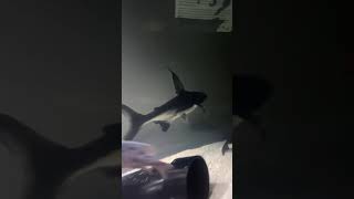 Huge Paroon Shark about to hunt fish  🦈 ParoonShark PetShark Shark [upl. by Peirce]