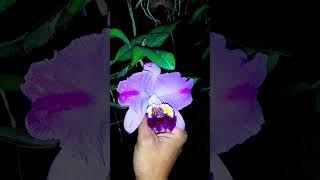 Cattleya Lueddemanniana var Flâmea quotDarkseidquot [upl. by Nama]