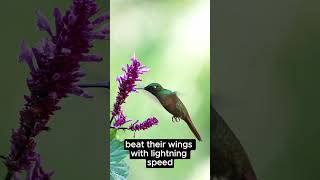 The Humming Bird💚 trending learnwildanimals funeducation learning funlearning [upl. by Hanover]