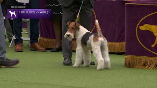 Fox Terriers Wire  Breed Judging 2023 [upl. by Htilil976]