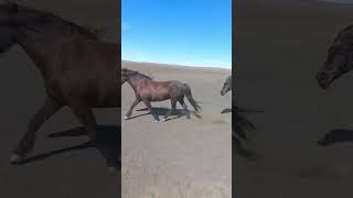 Such Gorgeous Horses In The Wild  🇮🇸 🐴 iceland horses [upl. by Bresee]