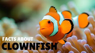 cool Facts about CLOWNFISH 🐠 facts wildlife clownfish [upl. by Lukas]