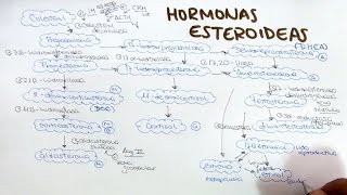 Síntesis de hormonas esteroideas aldosterona cortisol DHEA androstenediona testosterona estrogenos [upl. by Drexler383]