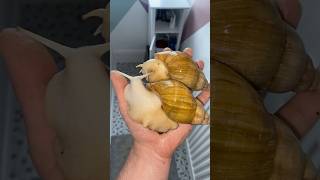 2 Giant African Land Snails on my hand shorts giantafricanlandsnail landanimals snail bigsnail [upl. by Emmalee791]