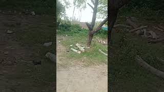 Plot For Sale F851 Dhampur 135 Varg Gaz NH74 trending shorts short vlog ytshorts situated [upl. by Andros]