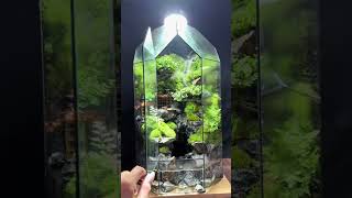 Decor Terrarium 84 terrariumart terrariumdesign miniterrarium terrariumlove terrarium [upl. by Dawes]