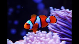 Amphiprion Percula Clownfish Bin3aiah Fishes [upl. by Adena]