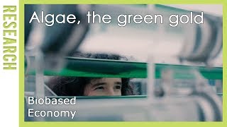 Biobased Economy Algen het groene goud  WUR [upl. by Erastatus]