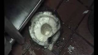 Instructional Video quotHow to Remove Fruit Flies from Drainsquot [upl. by Kcirderf]