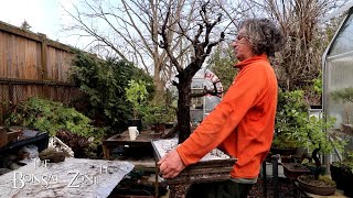 Repotting My Large Buckthorn The Bonsai Zone April 2024 [upl. by Assilanna460]