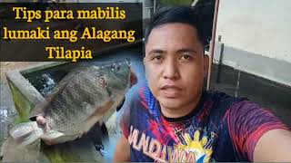 TIPS PARA MABILIS LUMAKI ANG ALAGANG TILAPIA [upl. by Nahsad]