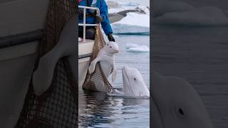 3 HeartStopping Moments When a Mother Whale Calls for Rescue [upl. by Tammi]