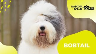 BOBTAIL CURIOSIDADES DE LA RAZA [upl. by Notniw]