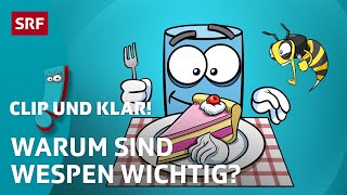 Wozu sind Wespen gut  Clip und klar  SRF Kids – Kindervideos [upl. by Paloma]