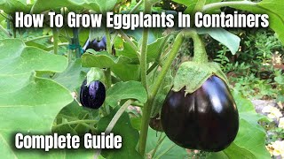 How To Grow Eggplants In Containers  The Complete Guide To Growing Eggplants [upl. by Becky]