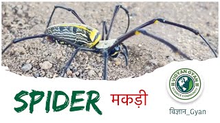 मकड़ी 🕷️  Nephila pilipes  spider [upl. by Idnib]