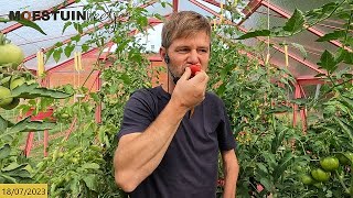 TM2327  Al mijn 🍅 tomaten 2023 🍅 besproken en enkeldragende 🍓aardbeiplanten opruimen [upl. by Yaf133]