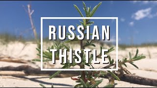 Coastal Invasive Species  Russian Thistle  FISAW 2020 [upl. by Brinkema562]