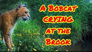 Angry Vocal Bobcat Cant Wait to Cross the Creek [upl. by Atinid]