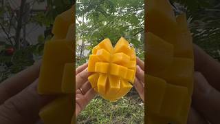 mango 🤤🤤🥭fruit cuttingskills chandanishorts shortsfeed viralshorts [upl. by Inaliel]