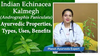 Indian Echinacea  Kalmegh Andrographis Paniculata  Ayurvedic Properties Types Uses Benefits [upl. by Leasa]