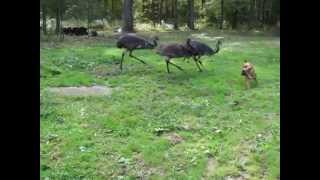 Emus and dog playing in the backyard [upl. by Dehsar]