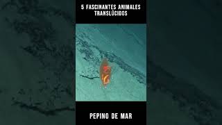 5 Fascinantes Animales TranslÃºcidos [upl. by Naejamron225]