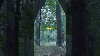 The Whispering Pines A Hikers Haunting Tale pinewoods [upl. by Ayotaj]